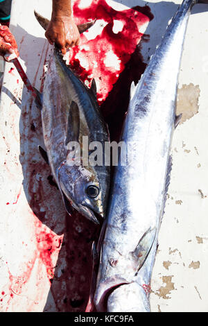 Les Bermudes. Paroisse de Hamilton. Un pêcheur local avec des captures de thon rouge et noir le thazard. Il est le nettoyage et la vente de poissons à Marcus' Restaurant Banque D'Images