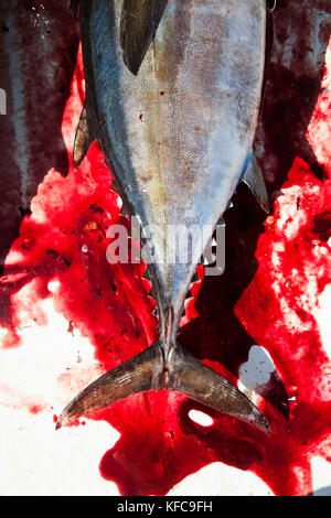 Les Bermudes. Paroisse de Hamilton. Un pêcheur local avec des captures de thon rouge et noir le thazard. Il est le nettoyage et la vente de poissons à Marcus' Restaurant Banque D'Images