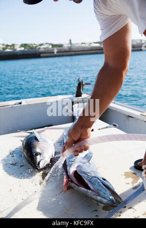 Les Bermudes. Paroisse de Hamilton. Un pêcheur local avec des captures de thon rouge et noir le thazard. Il est le nettoyage et la vente de poissons à Marcus' Restaurant Banque D'Images