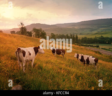 FRANCE, Arbois, vaches dans la campagne au lever du soleil, région viticole du Jura Banque D'Images