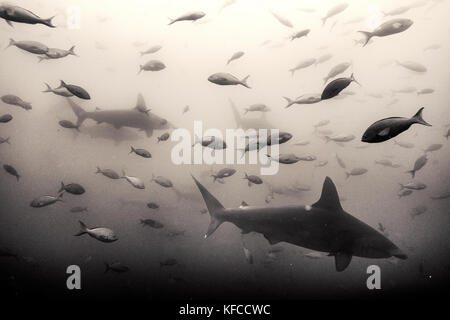 Des îles Galapagos, en Équateur, les requins marteaux vu dans les eaux près de Gordon rocks Banque D'Images