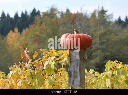 Au sommet d'une citrouille d'héritage fencepost entouré de vignes aux couleurs d'automne Bainbridge Island, Washington, USA Banque D'Images