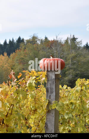 Au sommet d'une citrouille d'héritage fencepost entouré de vignes aux couleurs d'automne Bainbridge Island, Washington, USA Banque D'Images