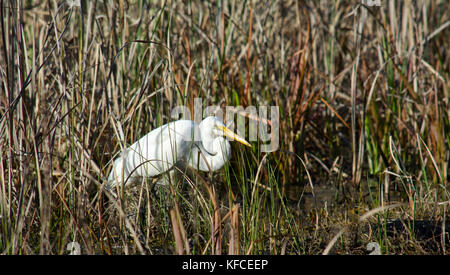 Une grande aigrette à la recherche de nourriture parmi les herbes hautes. Banque D'Images