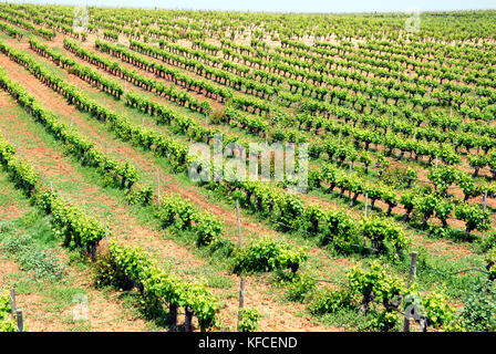 Vignobles de la plaine viticole de l'Alentejo, Portugal beja. Banque D'Images