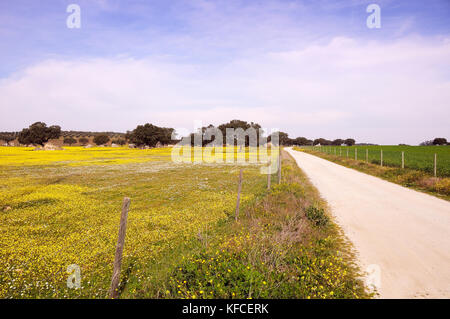 Les vastes plaines de l'Alentejo avec chênes-liège. Le Portugal est le pays le plus gros producteur de liège Banque D'Images