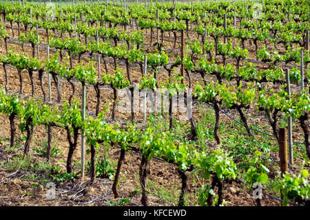 Vignobles dans le domaine viticole plaines de Montemor-o-Novo. Alentejo, Portugal Banque D'Images