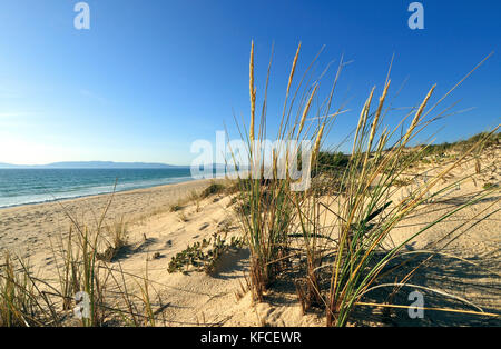 Dunes de sable à Comporta Beach, Alentejo. Portugal Banque D'Images