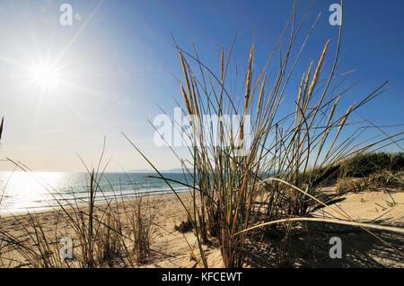 Dunes de sable à Comporta Beach, Alentejo. Portugal Banque D'Images