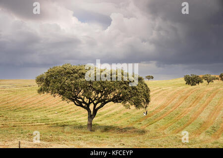 Les vastes plaines de l'Alentejo avec chênes-liège. Le Portugal est le pays le plus gros producteur de liège Banque D'Images
