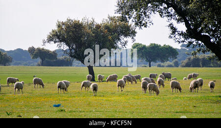 Chênes verts et un troupeau de moutons en Alentejo, Portugal Banque D'Images