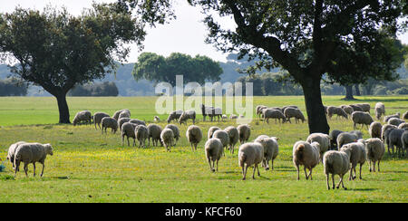 Chênes verts et un troupeau de moutons en Alentejo, Portugal Banque D'Images