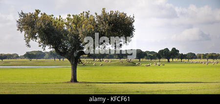 Holm oaks en Alentejo, Portugal Banque D'Images