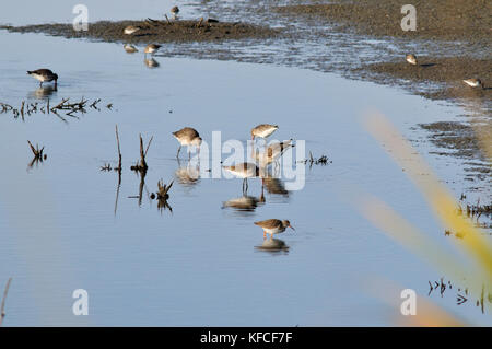 Godwits à queue noire (Limosa limosa) dans les salées de Zambujal. Rivière Sado, Portugal Banque D'Images