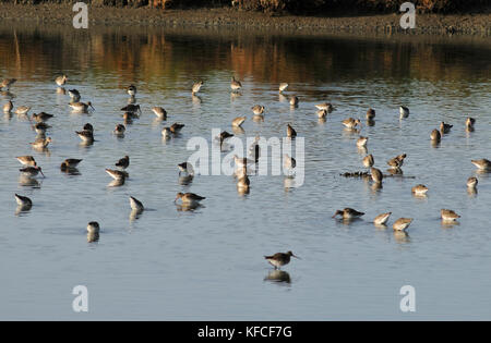 Godwits à queue noire (Limosa limosa) dans les salées de Zambujal. Rivière Sado, Portugal Banque D'Images