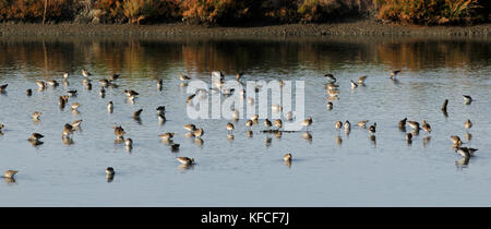 Godwits à queue noire (Limosa limosa) dans les salées de Zambujal. Rivière Sado, Portugal Banque D'Images