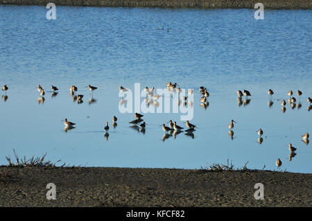 Godwits à queue noire (Limosa limosa) dans les salées de Zambujal. Rivière Sado, Portugal Banque D'Images