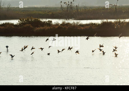 Godwits à queue noire (Limosa limosa) dans les salées de Zambujal. Rivière Sado, Portugal Banque D'Images