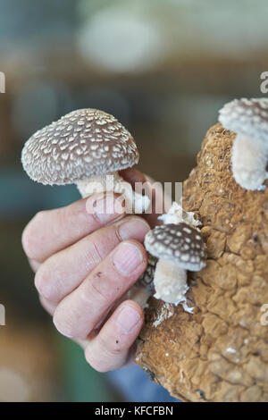 Champignons shiitake poussant sur une bûche fabriquée. Banque D'Images