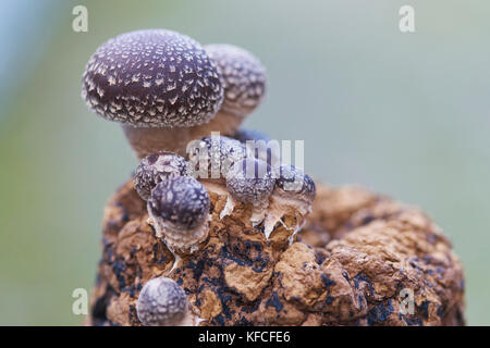 Champignons shiitake poussant sur une bûche fabriquée. Banque D'Images