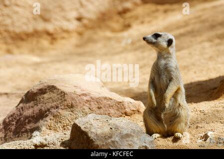 Meerkat dans un zoo. Photographier des animaux en captivité. Valence, Espagne. Banque D'Images