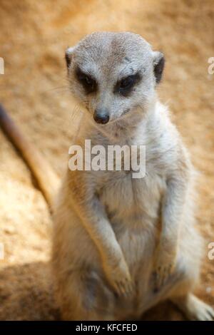 Meerkat dans un zoo. Photographier des animaux en captivité. Valence, Espagne. Banque D'Images