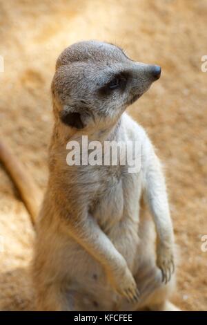 Meerkat dans un zoo. Photographier des animaux en captivité. Valence, Espagne. Banque D'Images