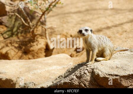 Meerkat dans un zoo. Photographier des animaux en captivité. Valence, Espagne. Banque D'Images