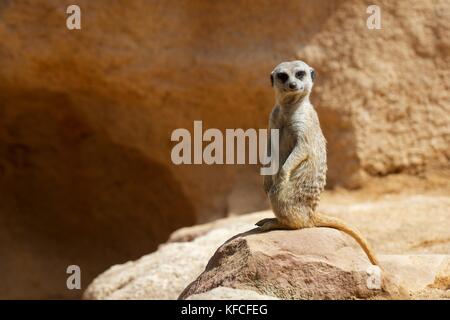 Meerkat dans un zoo. Photographier des animaux en captivité. Valence, Espagne. Banque D'Images