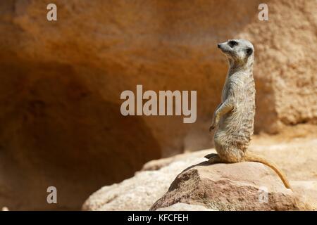 Meerkat dans un zoo. Photographier des animaux en captivité. Valence, Espagne. Banque D'Images