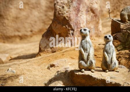 Meerkat dans un zoo. Photographier des animaux en captivité. Valence, Espagne. Banque D'Images