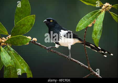 Cissopis leverianus tangara écarlate (PIE) de la forêt tropicale atlantique du Brésil se Banque D'Images