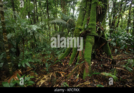 La forêt tropicale atlantique, de sous-bois se Brésil Banque D'Images