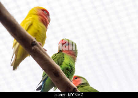 Ailes orange amazon Parc national Canaima au sud-est du Venezuela dans l'État de Bolivar Banque D'Images