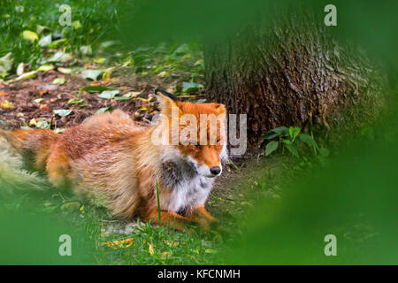 Red Fox forest au repos dans .chaude journée d'été Banque D'Images