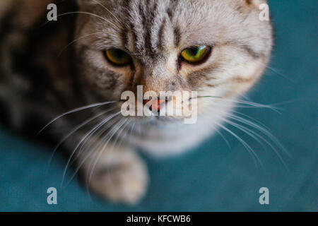 Chat British Shorthair Silver Banque D'Images