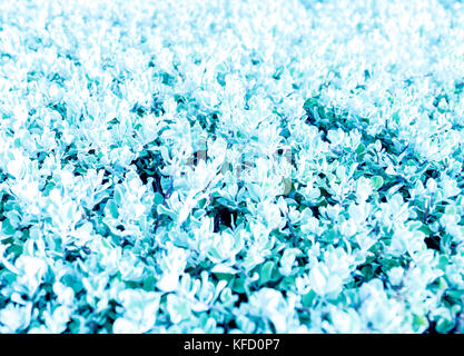 Leucopyllum frutescens (usine, baromètre pinceau, purple sage, Texas Ranger) Contexte. focus sélectif. Banque D'Images