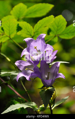 Fleur de bois d'ortie.' Campanula trachlium'. Fleurs en forme de cloche bleue.Bois. Feuilles en forme d'ortie.Somerset. ROYAUME-UNI. Banque D'Images