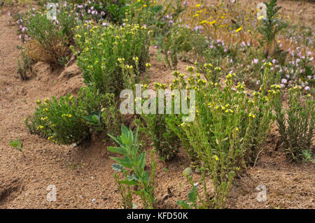 Sable toadlin,'Linaria arenaria', court, à poil dur, à fleurs jaunes, rare.trouvé dans les dunes de sable. Habitat côtier. De mai à septembre. Braunton. ROYAUME-UNI Banque D'Images