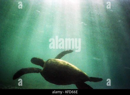 Mexique, Baja, Magdalena bay, l'océan pacifique, une tortue observe sous l'eau alors que Gray l'observation des baleines dans la baie de Magdalena Banque D'Images