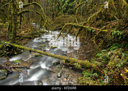Usa, Ohio, santiam pass, l'santiam river qui est un affluent de la rivière willamete est situé à côté de l'autoroute 20 Banque D'Images