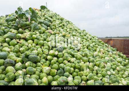 Tas de choux de bruxelles frais de la terre Banque D'Images