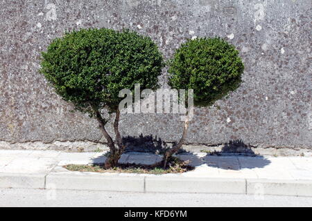 Deux petits arbres de petit lopin de terre à l'intérieur du trottoir en pierre et en face de mur de pierre Banque D'Images