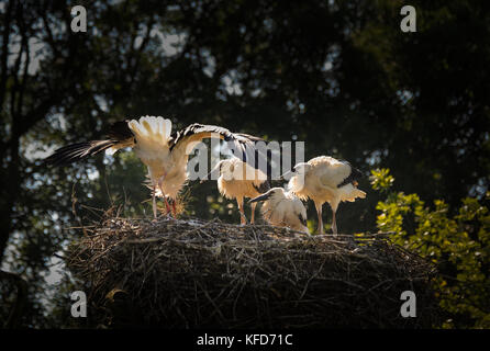 Cigognes blanches dans un nid sur un arbre un adulte trois jeunes oiseaux (Waidhofen/Ybbs, Autriche) Banque D'Images