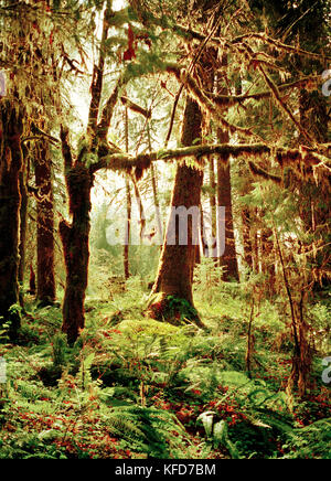 Usa, l'état de Washington, l'épinette de sitka et de pruche de l'arbres, Olympic National Park Banque D'Images