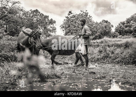 L'INDONÉSIE, Flores, un homme marche ses vaches en cercles dans la boue pour préparer son enclos à la plantation du riz, Dintor village Banque D'Images