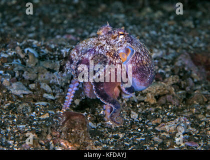 Bluering pieuvre, avec sa signature de ce néant, retraites marche sur tentacules. Détroit de Lembeh (Indonésie). Banque D'Images