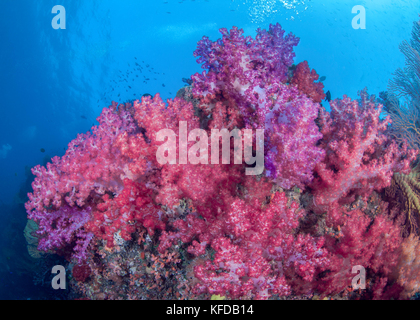 Un bouquet de corail mou de couleur pastel d'arbres sur un bommie en lagon de Beqa, Fidji. Banque D'Images