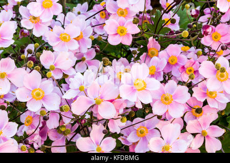 Close up arrangement de violet jaune vert fleurs anémone japonaise de fleurs avec des têtes sur un buisson ou une plante en jardin nature avec feuille Banque D'Images