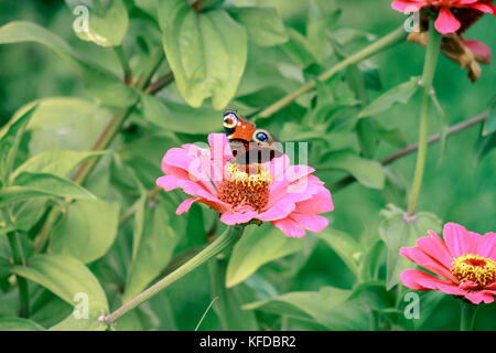 Close up arrangement d'insecte peacock butterfly on flower blossom sur bush plante dans jardin nature la collecte du pollen ou nectar en été Banque D'Images